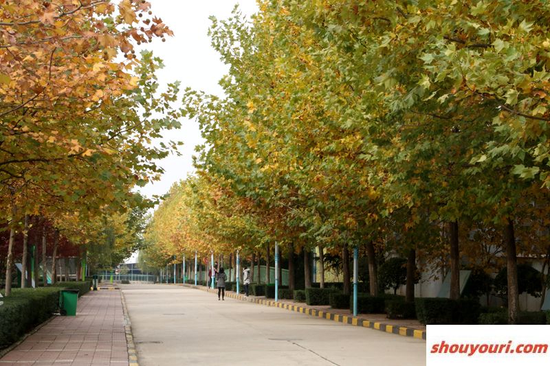 南京财经大学红山学院2024年在重庆各专业录取分数线（附院校录取分数线录取位次）